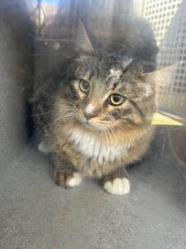 Domestic Medium Hair Cats Available for Adoption - SAUTERNE 2 | PetCurious