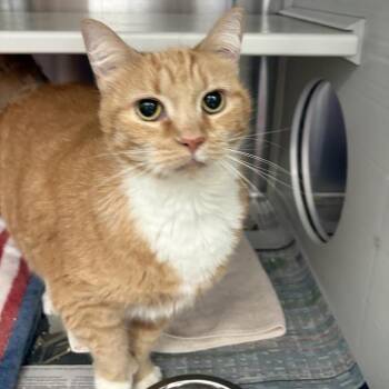 Betty Crocker -  Domestic Short Hair Cat for Adoption in Pittsburgh, Pennsylvania - Betty Crocker | PetCurious