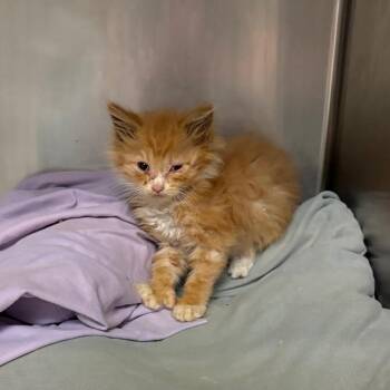 Knuckle Sandwich -  Domestic Medium Hair Cat for Adoption in Charlottesville, Virginia - Knuckle Sandwich | PetCurious