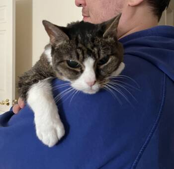 Eloise -  Domestic Short Hair Cat for Adoption in Chicago, Illinois - Eloise | PetCurious
