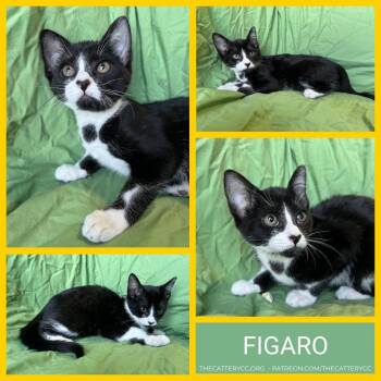 Figaro -  Domestic Short Hair Cat for Adoption in Corpus Christi, Texas - Figaro | PetCurious