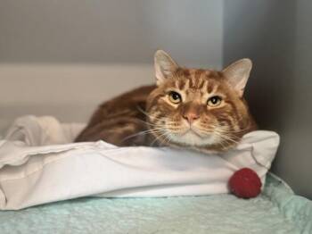 Rubio -  Domestic Short Hair Cat for Adoption - Rubio | PetCurious