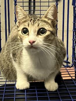 EMMA -  Domestic Short Hair Cat for Adoption in Dallas, Texas - EMMA | PetCurious