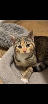 Domestic Short Hair and Tabby Cats Available for Adoption in North East, Maryland - HAPPY | PetCurious