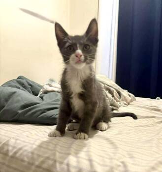 American Shorthair and Tuxedo Cats Available for Adoption in Mission Viejo, California - Felix | PetCurious