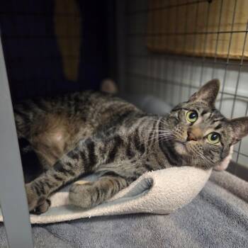 Domestic Short Hair Cats Available for Adoption in Houston, Texas - Pelly | PetCurious