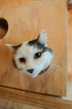 Rescue Domestic Long Hair Cats for Adoption in Jackson, Wyoming - Wish | PetCurious