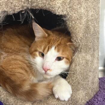Hades -  Domestic Short Hair Cat for Adoption in Waynesboro, Pennsylvania - Hades | PetCurious