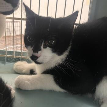 Domestic Short Hair Cats Available for Adoption in Philadelphia, Pennsylvania - Frosted Flakes | PetCurious