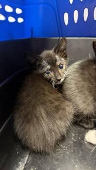 WINTER -  Domestic Medium Hair Cat for Adoption in Jacksonville, Florida - WINTER | PetCurious
