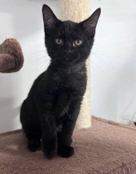 Gerard -  Domestic Short Hair Cat for Adoption in Mcpherson, Kansas - Gerard | PetCurious