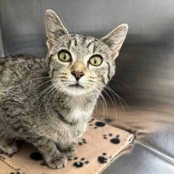 Tanya -  Domestic Short Hair Cat for Adoption in Indianapolis, Indiana - Tanya | PetCurious