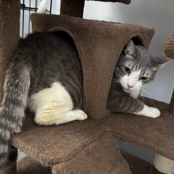 Winston -  Domestic Short Hair Cat for Adoption in Houston, Texas - Winston | PetCurious
