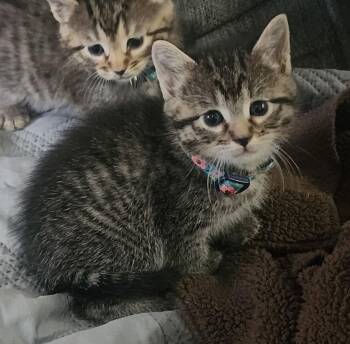 Domestic Medium Hair Cats Available for Adoption in Tulsa, Oklahoma - London | PetCurious