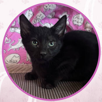 Rescue Domestic Short Hair Cats for Adoption in Toms River, New Jersey - Purrcan Pie | PetCurious