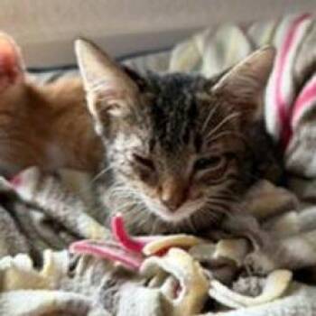 Domestic Short Hair Cats Available for Adoption in San Antonio, Texas - Jameson | PetCurious