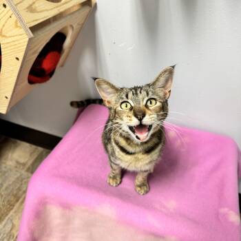 Domestic Short Hair Cats Available for Adoption in Mineral Point, Wisconsin - Camilla | PetCurious