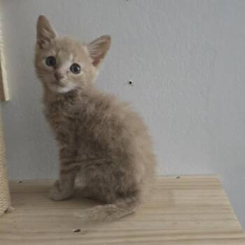 Chicken Nugget -  Domestic Short Hair Cat for Adoption in Ringtown, Pennsylvania - Chicken Nugget | PetCurious