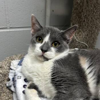 Minx -  American Shorthair Cat for Adoption in Enterprise, Alabama - Minx | PetCurious