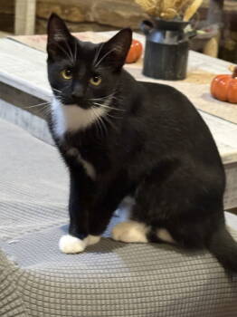 Rescue Domestic Short Hair Cats for Adoption in Mesquite, Texas - Max | PetCurious