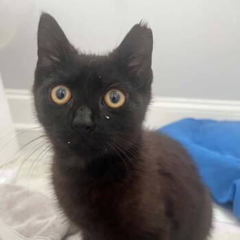 Skeletor -  American Shorthair Cat for Adoption in Reisterstown, Maryland - Skeletor | PetCurious