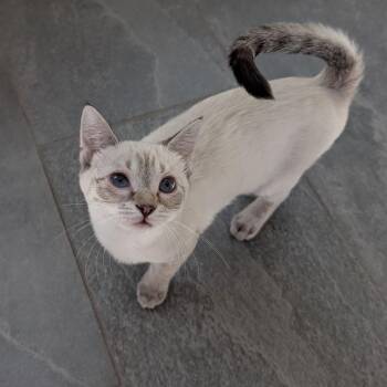 Crisp Linen -  Siamese and Domestic Short Hair Cat for Adoption in Richmond, Virginia - Crisp Linen | PetCurious