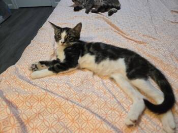 Fiona -  Domestic Short Hair Cat for Adoption in Davis, California - Fiona | PetCurious