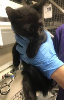 A429638 -  Domestic Short Hair Cat for Adoption in Conroe, Texas - A429638 | PetCurious