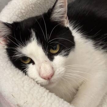 Rescue Domestic Short Hair Cats for Adoption - Olivia | PetCurious