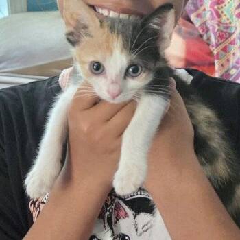 Dacia -  Domestic Short Hair Cat for Adoption in Candler, North Carolina - Dacia | PetCurious