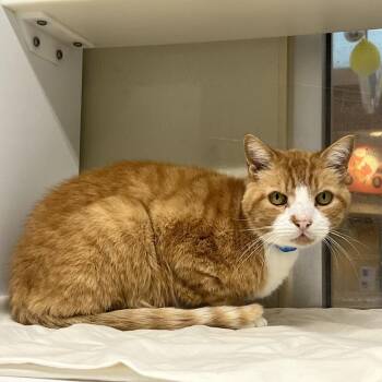 Mango -  Domestic Short Hair Cat for Adoption in Chattanooga, Tennessee - Mango | PetCurious