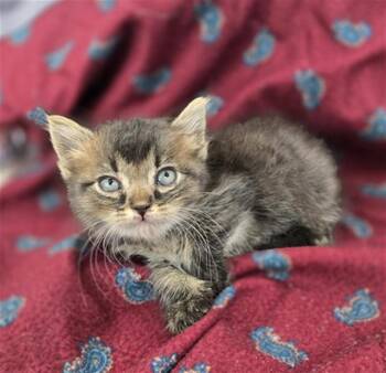 FLUFFIG -  Domestic Long Hair Cat for Adoption in Dallas, Texas - FLUFFIG | PetCurious