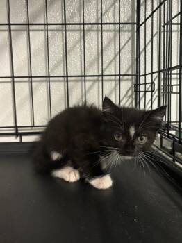 Marlon -  Domestic Short Hair Cat for Adoption in Metter, Georgia - Marlon | PetCurious