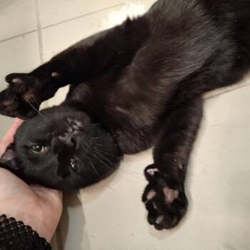 Rocket -  Domestic Short Hair Cat for Adoption in Fairfax Station, Virginia - Rocket | PetCurious