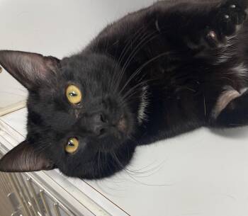 Domestic Short Hair Cats Available for Adoption in Neillsville, Wisconsin - Pawcasso | PetCurious