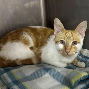 Paco -  Domestic Short Hair Cat Available for Adoption in Boston, Massachusetts - Paco | PetCurious