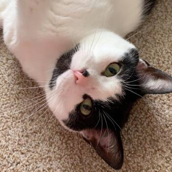 Ellie -  Domestic Short Hair Cat for Adoption in Normal, Illinois - Ellie | PetCurious