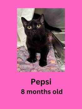 Pepsi -  Domestic Short Hair Cat for Adoption in Ravenna, Ohio - Pepsi | PetCurious
