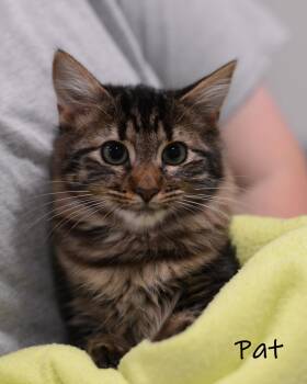 Pat -  Domestic Short Hair Cat for Adoption in Watkinsville, Georgia - Pat | PetCurious