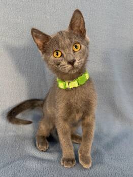 Sherlock -  Domestic Medium Hair Cat for Adoption in Minneapolis, Minnesota - Sherlock | PetCurious