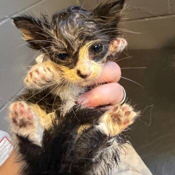 TUSC-Stray-85339_2 -  Domestic Short Hair Cat for Adoption in Tuscaloosa, Alabama - TUSC-Stray-85339_2 | PetCurious