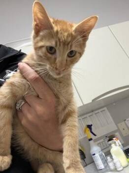 Mufasa -  Domestic Short Hair Cat for Adoption in Pequot Lakes, Minnesota - Mufasa | PetCurious