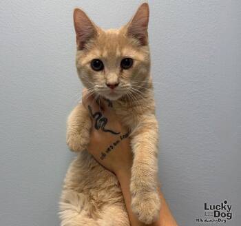 Deeno -  Domestic Short Hair Cat for Adoption in Washington, District Of Columbia - Deeno | PetCurious