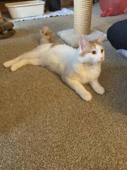 Domestic Short Hair Cats Available for Adoption in Minneapolis, Minnesota - Cupcake | PetCurious