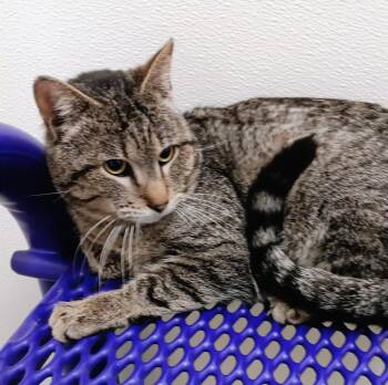Domestic Short Hair Cats Available for Adoption in Springfield, Illinois - Carter | PetCurious