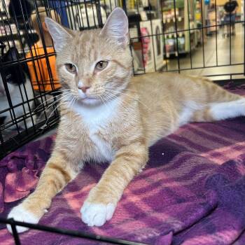 Landry -  Tabby and Domestic Short Hair Cat for Adoption in Cincinnati, Ohio - Landry | PetCurious