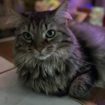 Roo -  Domestic Long Hair Cat for Adoption in Melbourne, Kentucky - Roo | PetCurious