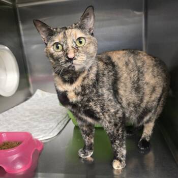 Domestic Short Hair Cats Available for Adoption in Spokane, Washington - Tara | PetCurious