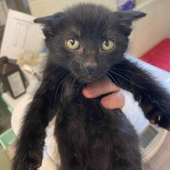 iSpy -  Domestic Short Hair Cat for Adoption in Charlottesville, Virginia - ISpy | PetCurious