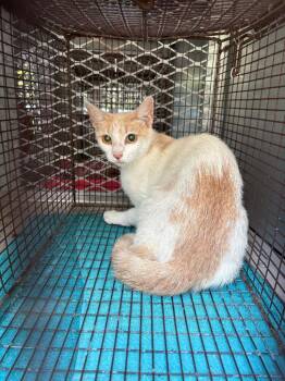 Piper -  Domestic Short Hair Cat for Adoption in New Braunfels, Texas - Piper | PetCurious